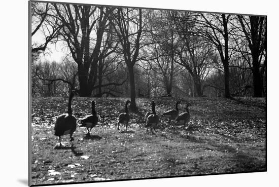 Geese in a Row-null-Mounted Photo