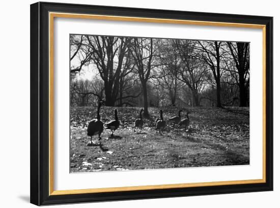 Geese in a Row-null-Framed Photo