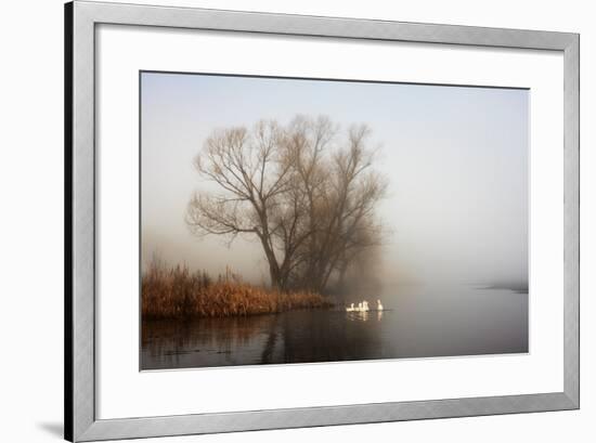 Geese in Fog. Flock of Birds Swims near Shore of River under Trees. Beautiful Spring Landscape in M-arvitalyaa-Framed Photographic Print