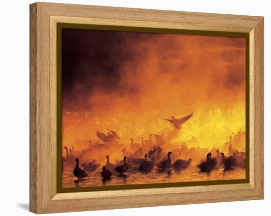 Geese in Sunrise Mist-Arthur Morris-Framed Premier Image Canvas