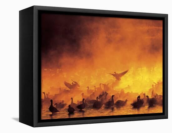 Geese in Sunrise Mist-Arthur Morris-Framed Premier Image Canvas