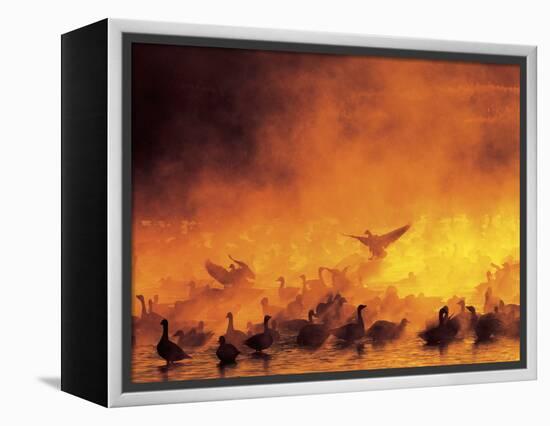 Geese in Sunrise Mist-Arthur Morris-Framed Premier Image Canvas