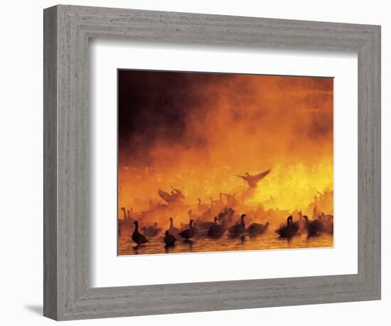 Geese in Sunrise Mist-Arthur Morris-Framed Photographic Print