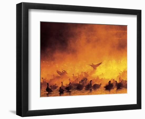 Geese in Sunrise Mist-Arthur Morris-Framed Photographic Print