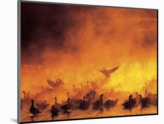 Geese in Sunrise Mist-Arthur Morris-Mounted Photographic Print