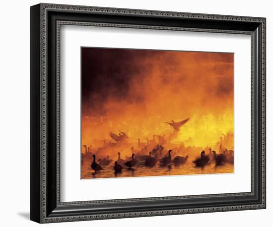 Geese in Sunrise Mist-Arthur Morris-Framed Photographic Print