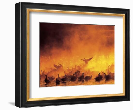 Geese in Sunrise Mist-Arthur Morris-Framed Photographic Print