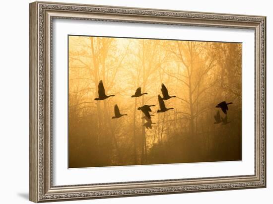 Geese in the Mist-Jason Savage-Framed Art Print