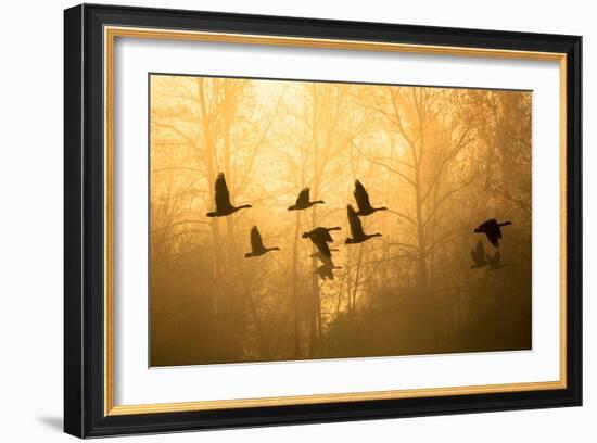 Geese in the Mist-Jason Savage-Framed Art Print