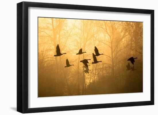 Geese in the Mist-Jason Savage-Framed Art Print