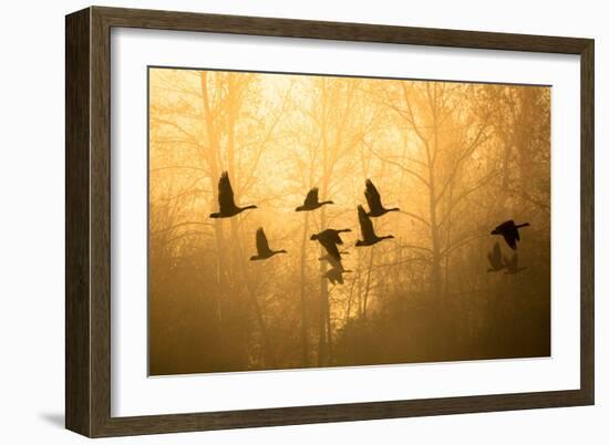 Geese in the Mist-Jason Savage-Framed Art Print