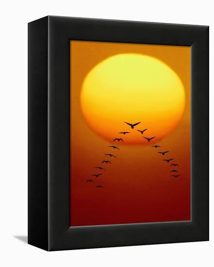 Geese Migrating-Chase Swift-Framed Premier Image Canvas