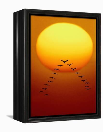 Geese Migrating-Chase Swift-Framed Premier Image Canvas