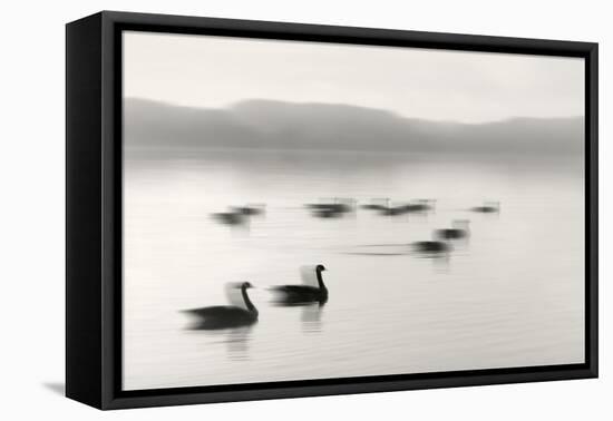 Geese on Melton Lake-Nicholas Bell-Framed Premier Image Canvas