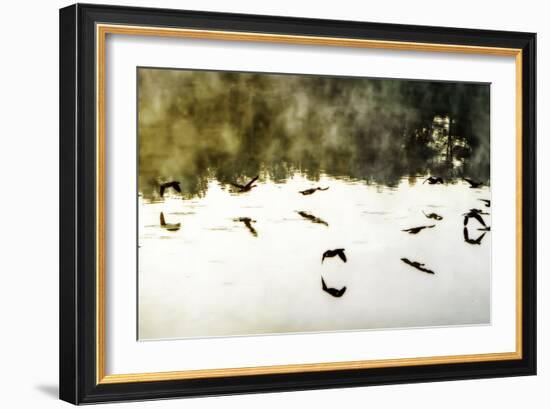 Geese on the Lake II-Alan Hausenflock-Framed Photographic Print