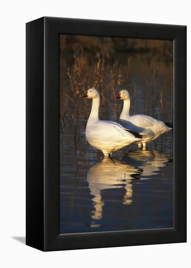 Geese Standing in Pool, Bosque Del Apache National Wildlife Refuge, New Mexico, USA-Hugh Rose-Framed Premier Image Canvas