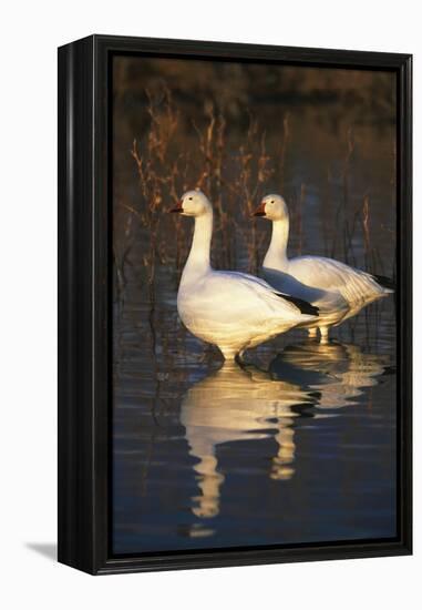 Geese Standing in Pool, Bosque Del Apache National Wildlife Refuge, New Mexico, USA-Hugh Rose-Framed Premier Image Canvas