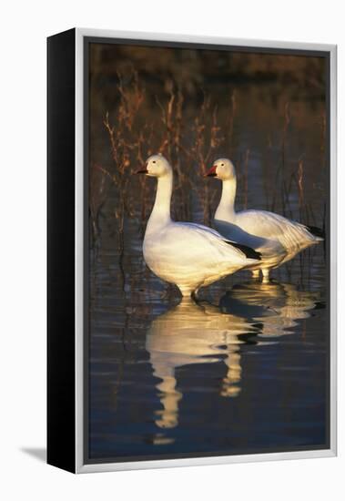 Geese Standing in Pool, Bosque Del Apache National Wildlife Refuge, New Mexico, USA-Hugh Rose-Framed Premier Image Canvas