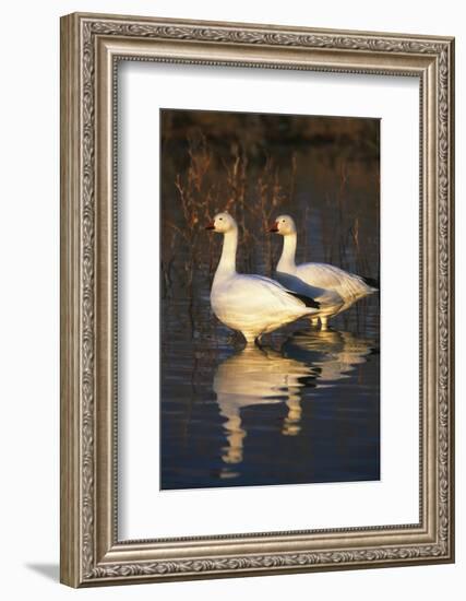 Geese Standing in Pool, Bosque Del Apache National Wildlife Refuge, New Mexico, USA-Hugh Rose-Framed Photographic Print