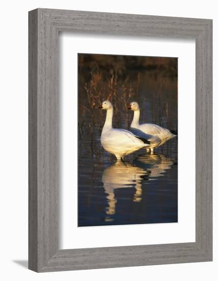 Geese Standing in Pool, Bosque Del Apache National Wildlife Refuge, New Mexico, USA-Hugh Rose-Framed Photographic Print