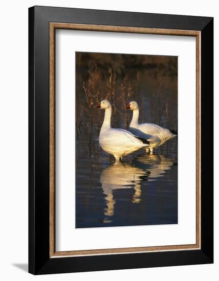 Geese Standing in Pool, Bosque Del Apache National Wildlife Refuge, New Mexico, USA-Hugh Rose-Framed Photographic Print