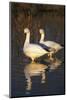 Geese Standing in Pool, Bosque Del Apache National Wildlife Refuge, New Mexico, USA-Hugh Rose-Mounted Photographic Print