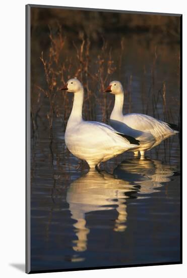 Geese Standing in Pool, Bosque Del Apache National Wildlife Refuge, New Mexico, USA-Hugh Rose-Mounted Photographic Print