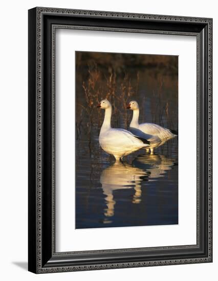 Geese Standing in Pool, Bosque Del Apache National Wildlife Refuge, New Mexico, USA-Hugh Rose-Framed Photographic Print