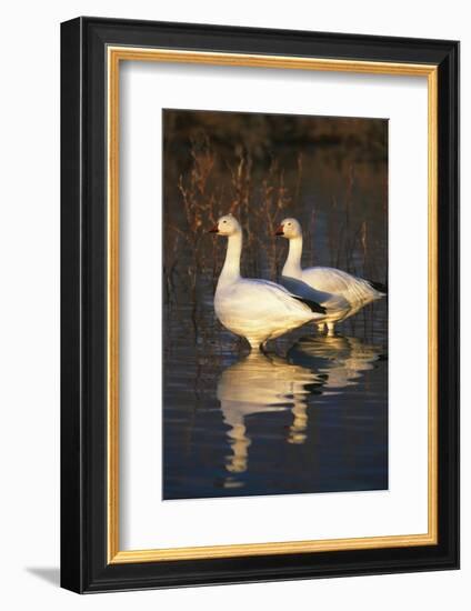 Geese Standing in Pool, Bosque Del Apache National Wildlife Refuge, New Mexico, USA-Hugh Rose-Framed Photographic Print