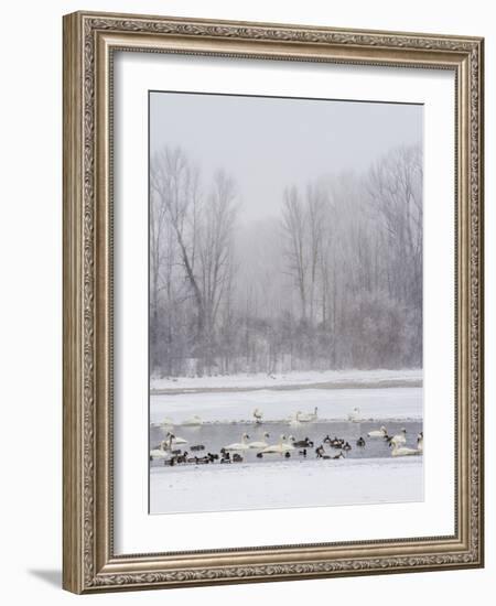 Geese, Swans and Ducks at Pond Near Jackson, Wyoming-Howie Garber-Framed Photographic Print