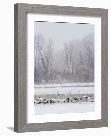 Geese, Swans and Ducks at Pond Near Jackson, Wyoming-Howie Garber-Framed Photographic Print