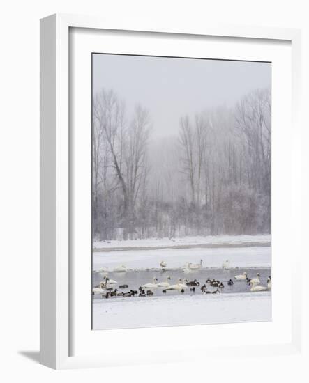 Geese, Swans and Ducks at Pond Near Jackson, Wyoming-Howie Garber-Framed Photographic Print