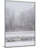 Geese, Swans and Ducks at Pond Near Jackson, Wyoming-Howie Garber-Mounted Photographic Print