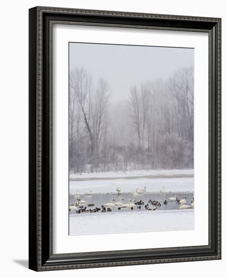 Geese, Swans and Ducks at Pond Near Jackson, Wyoming-Howie Garber-Framed Photographic Print