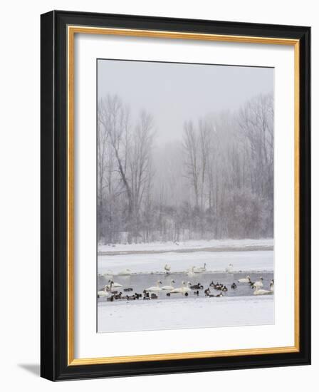 Geese, Swans and Ducks at Pond Near Jackson, Wyoming-Howie Garber-Framed Photographic Print