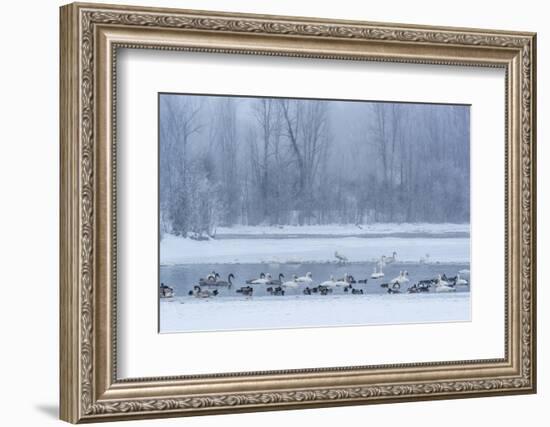 Geese, Swans and Ducks at Pond Near Jackson, Wyoming-Howie Garber-Framed Photographic Print