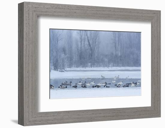 Geese, Swans and Ducks at Pond Near Jackson, Wyoming-Howie Garber-Framed Photographic Print