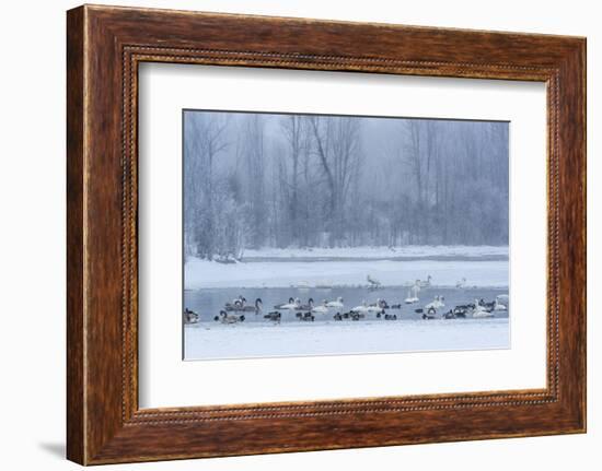 Geese, Swans and Ducks at Pond Near Jackson, Wyoming-Howie Garber-Framed Photographic Print