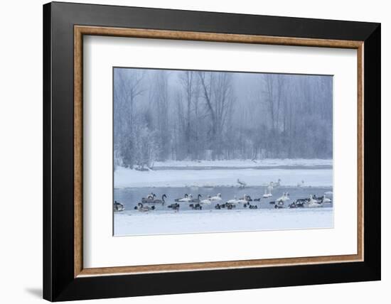 Geese, Swans and Ducks at Pond Near Jackson, Wyoming-Howie Garber-Framed Photographic Print