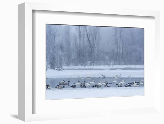 Geese, Swans and Ducks at Pond Near Jackson, Wyoming-Howie Garber-Framed Photographic Print