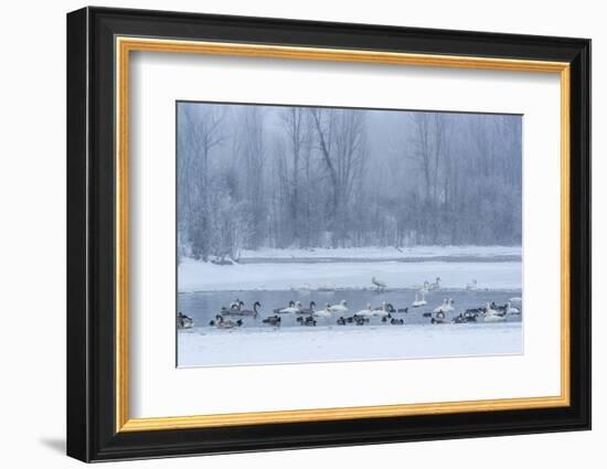 Geese, Swans and Ducks at Pond Near Jackson, Wyoming-Howie Garber-Framed Photographic Print