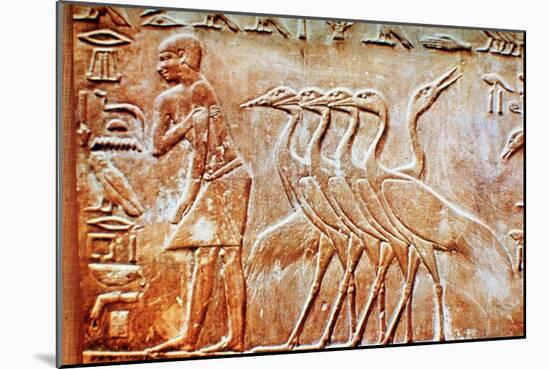 Geese, wall relief from the Tomb of Ptahhotep, Saqqara, Egypt, 24th century BC. Artist: Unknown-Unknown-Mounted Giclee Print