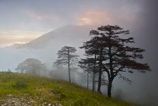 Pine Trees in Clouds, Llogoraja National Park, Albania, June 2009-Geidemark-Framed Photographic Print