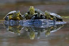 Three European Pond Turtles (Emys Orbicularis) and a Balkan Terrapin on Rock, Butrint, Albania-Geidemark-Framed Photographic Print