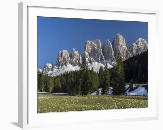 Geisler Mountains Valley Villnoess, Spring-Crocus, Dolomites, South Tyrol, Italy-Martin Zwick-Framed Photographic Print