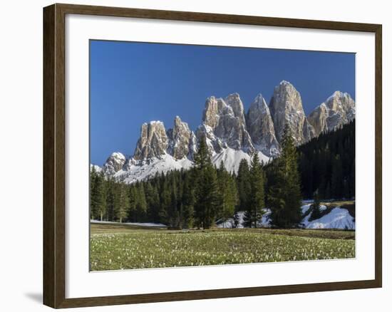 Geisler Mountains Valley Villnoess, Spring-Crocus, Dolomites, South Tyrol, Italy-Martin Zwick-Framed Photographic Print