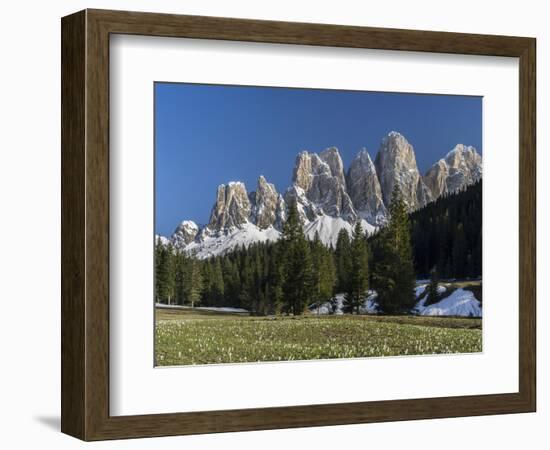 Geisler Mountains Valley Villnoess, Spring-Crocus, Dolomites, South Tyrol, Italy-Martin Zwick-Framed Photographic Print