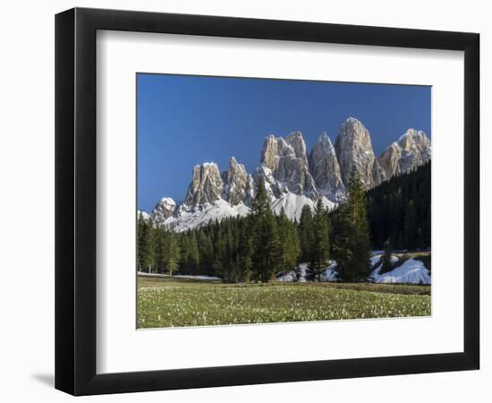 Geisler Mountains Valley Villnoess, Spring-Crocus, Dolomites, South Tyrol, Italy-Martin Zwick-Framed Photographic Print