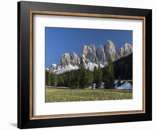Geisler Mountains Valley Villnoess, Spring-Crocus, Dolomites, South Tyrol, Italy-Martin Zwick-Framed Photographic Print