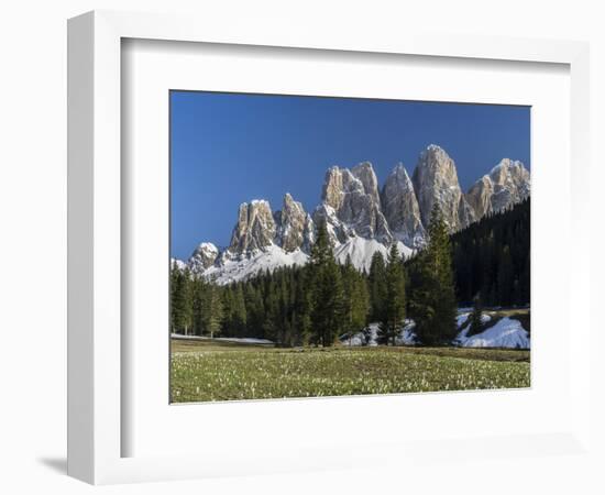 Geisler Mountains Valley Villnoess, Spring-Crocus, Dolomites, South Tyrol, Italy-Martin Zwick-Framed Photographic Print